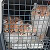 Diese Rassekatzen wollte ein 49-jähriger Mann von Russland nach Frankreich transportieren. Sie wurden dem Veterinäramt in Tuttlingen ...