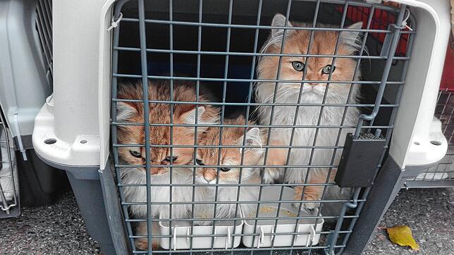 Diese Rassekatzen wollte ein 49-jähriger Mann von Russland nach Frankreich transportieren. Sie wurden dem Veterinäramt in Tuttlingen ...