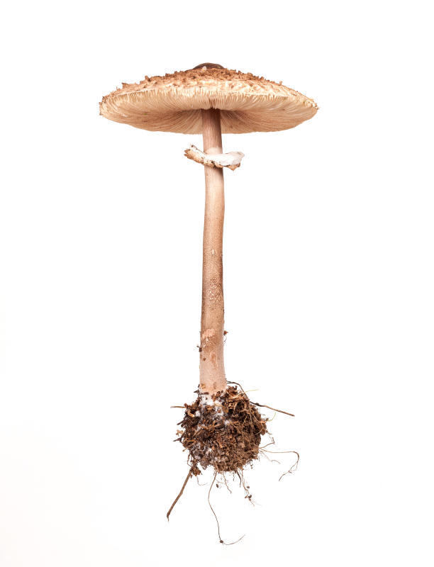 Parasol (Macrolepiota procera).