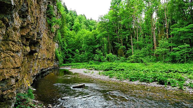 In sensiblen Uferbereichen der Wutachschlucht reagiert die Tierwelt besonders empfindlich auf Besucher, die unerlaubt den Weg dorthin ...