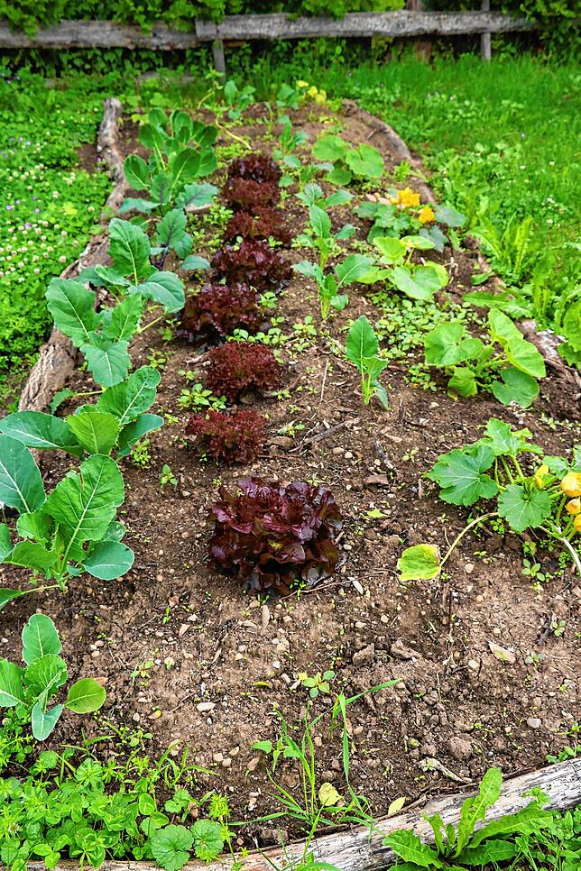 Zucchini, Salat und Kohlrabi gedeihen prächtig auf dem Hügelbeet im Schulgarten.