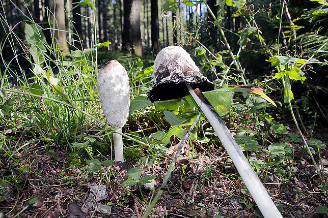 Ausgewachsen (rechts) ist der Tintling wenig appetitlich. Jungen Pilze sind aber lecker.