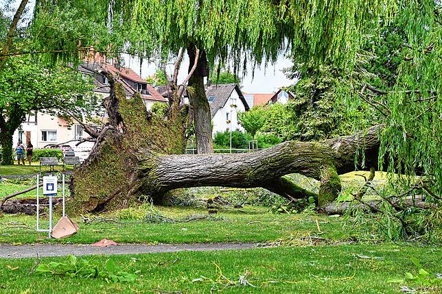 Ein riesiger Baum im Uferpark Bodman ist entwurzelt.
