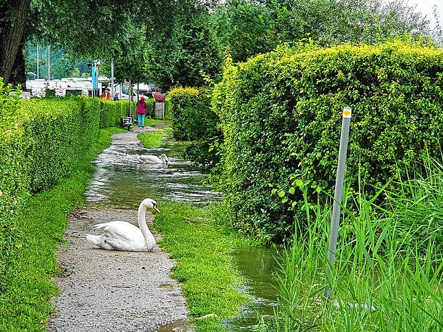 Die Schwäne beim Waldshuter Campingplatz freut‘s. Ihr Lebensraum hat sich durch das Hochwasser vergrößert.