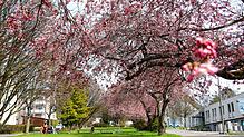 Der Frühling naht und zum Start in den Mai gibt es viele Termine in der Region, bei denen sich ein Besuch lohnt. Unser Bild entstand im ...