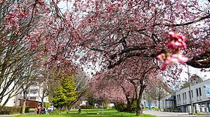 Der Frühling naht und zum Start in den Mai gibt es viele Termine in der Region, bei denen sich ein Besuch lohnt. Unser Bild entstand im ...