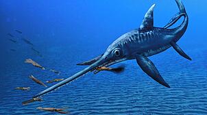 Dass der Eurhinosaurus bei der Jagd auf Belemniten der Konkurrenz oft eine Nasenlänge voraus war, glauben wir ihm gerne.