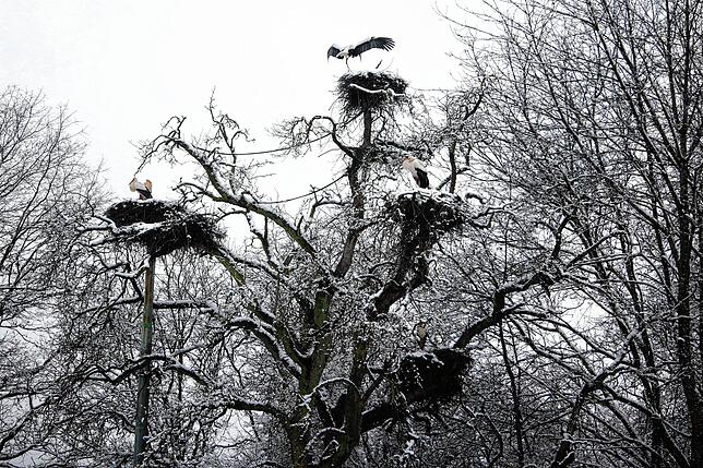 Die Horste auf dem Baum am Parkplatz des Affenbergs Salem sind bereits wieder gut besetzt.