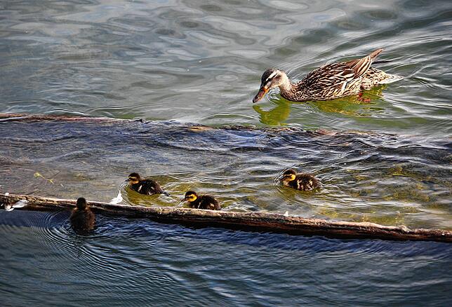 Die Stockenten-Mama und ihre vier kleinen Küken unterwegs in den Pfahlbauten. Hier schwimmen die Kinder im Einbaum umher.