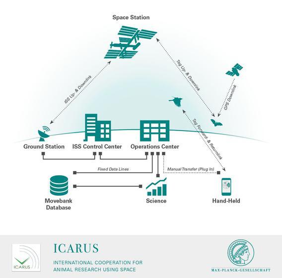 Icarus So funktioniert das Icarus-Projekt technisch: Die an den Tieren angebrachten Mini-Sender (auch Tags genannt) schicken ihre Daten über ...