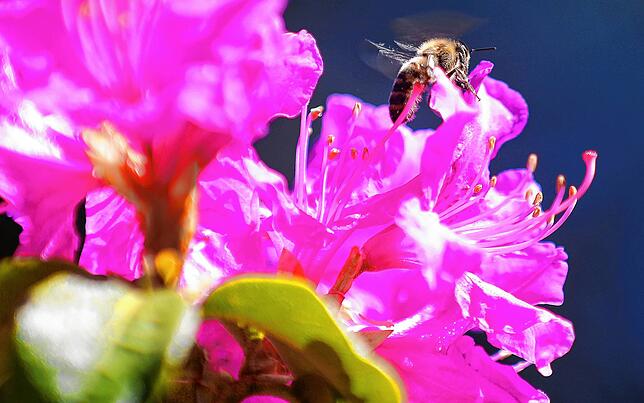 Bild 16: Sag´s durch die Blume: Das Quiz zur Landesgartenschau