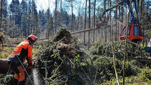 Im Gehau-Wald an der Bundesstraße&nbsp;33 werden die Schäden des Orkantiefs &bdquo;Sabine&ldquo; beseitigt.
