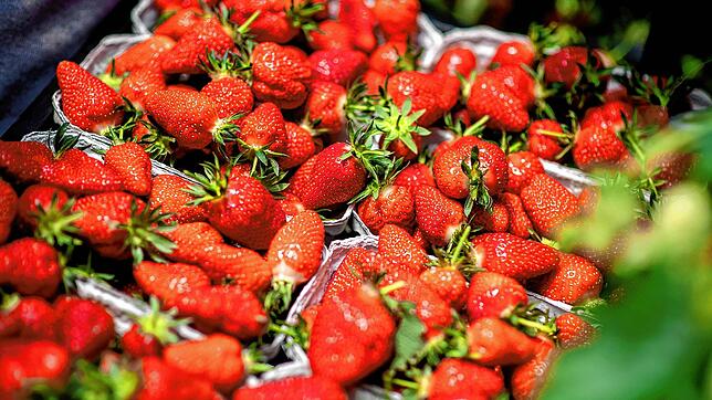 Die Erdbeersaison ist kurz &ndash; deshalb lohnt es sich, die Beeren zu Konfitüre zu verarbeiten.