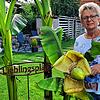 Im Garten der Familie Bluhm gedeiht eine schöne Bananenstaude. Corina Bluhm freut sich über die imposante Blüte.