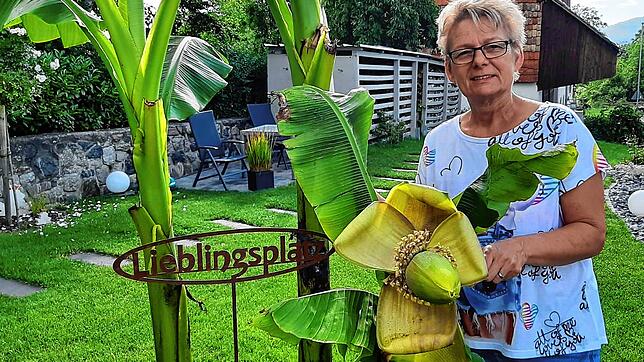 Im Garten der Familie Bluhm gedeiht eine schöne Bananenstaude. Corina Bluhm freut sich über die imposante Blüte.