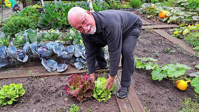 Reinhard Dudek baut in seinem Schrebergarten unter anderem Kopfsalat an. Zum Herbst hin beginnt er auch damit, Kürbisse zu ziehen.