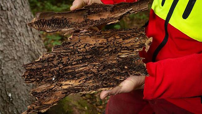 Borkenkäfer greifen auch in der Schweiz die bereits von der Hitze und Trockenheit geschwächten Bäume an, hier eine Aufanhme vom ...