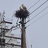 Das Storchenpaar hat sein Nest in Ittendorf innerhalb weniger Tage gebaut.