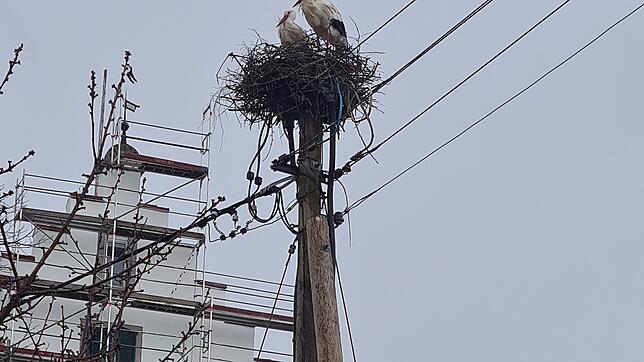 Das Storchenpaar hat sein Nest in Ittendorf innerhalb weniger Tage gebaut.