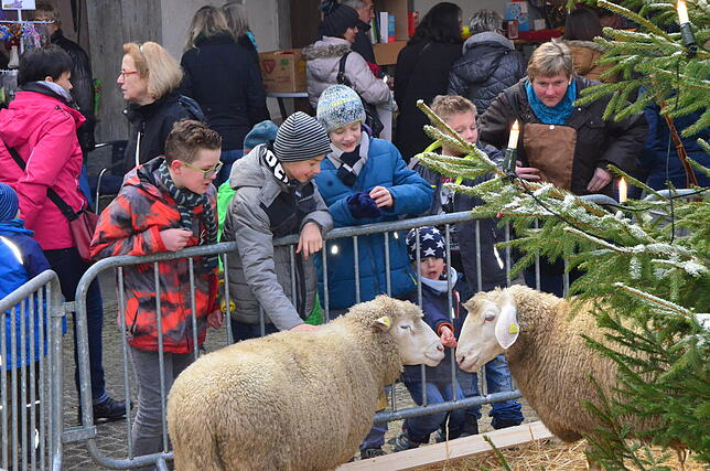 Ein Stück Weihnachten zum Anfassen, die lebendige Krippe kam bei jung und alt gut an. Da störte es wenig, dass nur die Schafe da waren ...