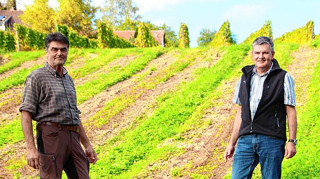 Rebmeister Hubert Gutemann (links) und Tobias Keck, Geschäftsführer des Winzervereins Hagnau, stehen auf der Fläche, wo auf 18 Ar im ...