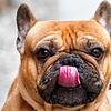 Vor Gericht verantworten musste sich ein Mann, der einen schwerkranken Hund verkaufte. Es soll sich dabei um eine französische Bulldogge ...