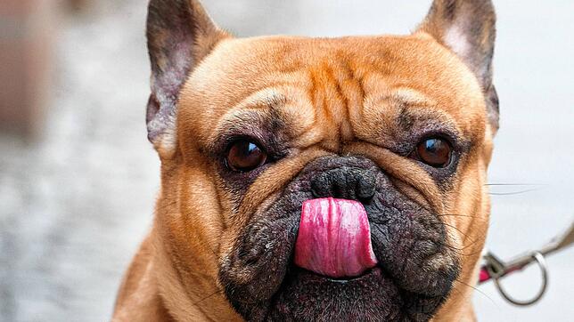Vor Gericht verantworten musste sich ein Mann, der einen schwerkranken Hund verkaufte. Es soll sich dabei um eine französische Bulldogge ...