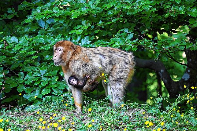 Ein wenige Tage altes Berberaffenbaby wird hier von seiner Mutter auf dem Affenberg Salem über den Futterplatz getragen.