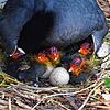 Die Bodmaner Blässhühner hatten am Donnerstagmorgen fünf geschlüpfte Junge im Nest auf dem Mini-Floß.
