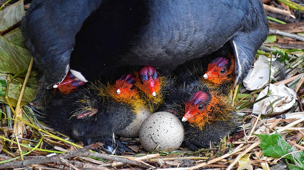 Die Bodmaner Blässhühner hatten am Donnerstagmorgen fünf geschlüpfte Junge im Nest auf dem Mini-Floß.