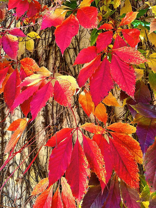 Bild 12: So schön ist der Herbst im Schwarzwald und auf der Baar
