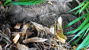 Trotz ihrer Stacheln kuscheln die Igel-Jungen zusammen im Nest.