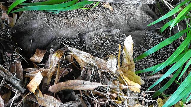 Trotz ihrer Stacheln kuscheln die Igel-Jungen zusammen im Nest.