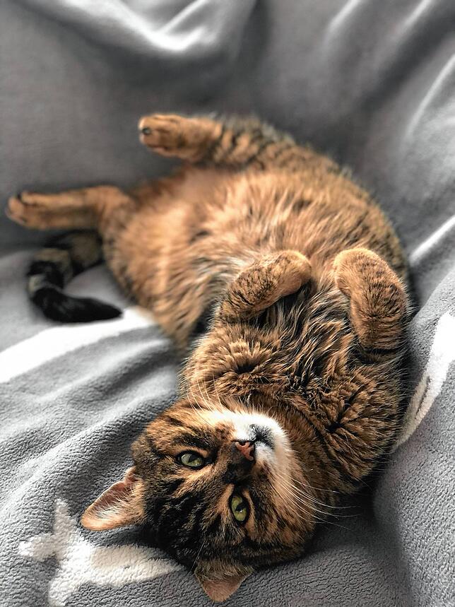 Bild 1: Tierglück: Wenn die geliebte Katze nach Jahren wieder auftaucht <div><div> </div></div>