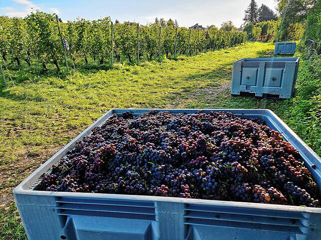 Diese Trauben sind schon geerntet, aber die Weinlese fängt gerade erst an. Es gibt noch viel Arbeit.