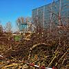 Vorzeichen des Erweiterungsbaus: An der Schänzle-Sporthalle wurden Büsche gefällt. Erst im Herbst wird aber voraussichtlich die ...
