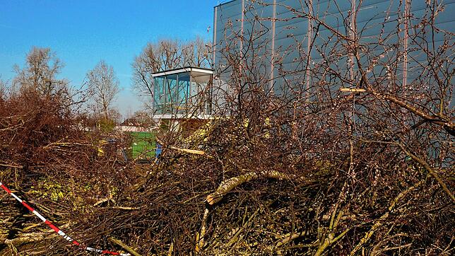 Vorzeichen des Erweiterungsbaus: An der Schänzle-Sporthalle wurden Büsche gefällt. Erst im Herbst wird aber voraussichtlich die ...