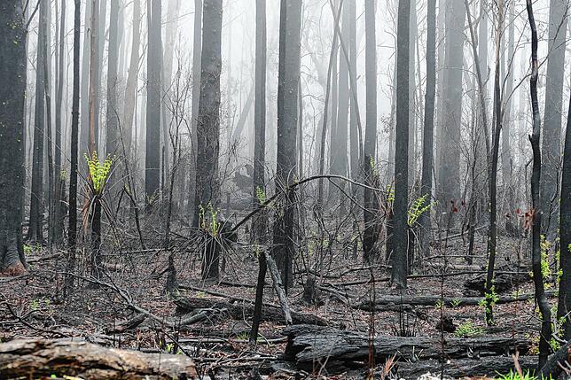 Fahrt mit dem Auto durch die, durch Buschbrände zerstörten Wälder in Australien.