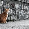 Werden in Mühlhofen Katzen mutwillig verletzt? Die Polizei berichtet von bisher einer Anzeige. Bei dem Foto handelt es sich um ein ...