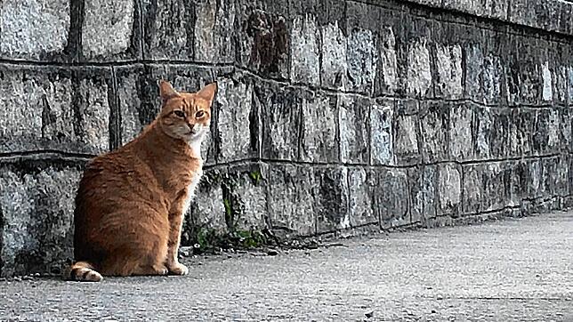 Werden in Mühlhofen Katzen mutwillig verletzt? Die Polizei berichtet von bisher einer Anzeige. Bei dem Foto handelt es sich um ein ...
