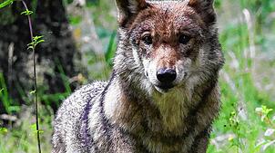 Ein Wolf wie dieser ist in der Schweiz von einem Zug erfasst und getötet worden (Symbolbild).