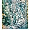 Verschneite Waldlandschaft zeigt die Zürcher Fotografin Barbara Keller.