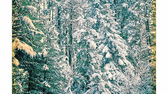 Verschneite Waldlandschaft zeigt die Zürcher Fotografin Barbara Keller.