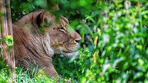 Wurde in Schopfheims Partnerstadt wohl mit einem Wildschwein verwechselt: eine Löwin.