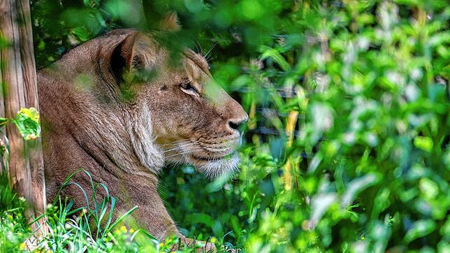 Wurde in Schopfheims Partnerstadt wohl mit einem Wildschwein verwechselt: eine Löwin.