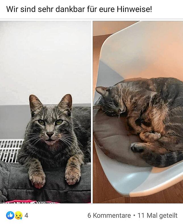 Die Suchmeldung, die Daniela Baumgartner in der Facebook-Gruppe „Vermisste Tiere Kreis Konstanz“ veröffentlicht hat. Kater ...