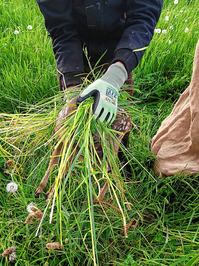 Mit Handschuhen und Gras wird das Rehkitz aufgenommen und in einem Jute-oder Kartoffelsack für den Zeitraum der Mahd im Schatten am ...