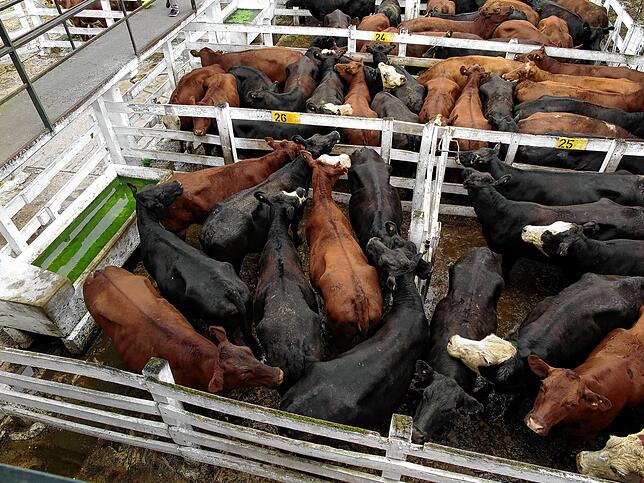 Exportgut US-Rindfleisch: Warum nur isst das Ausland zuwenig davon?