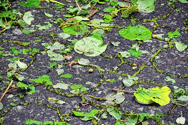Das Unwetter vom 16. Mai 2024 hat so gewütet, dass es manche Pflanzen zerrissen hat.