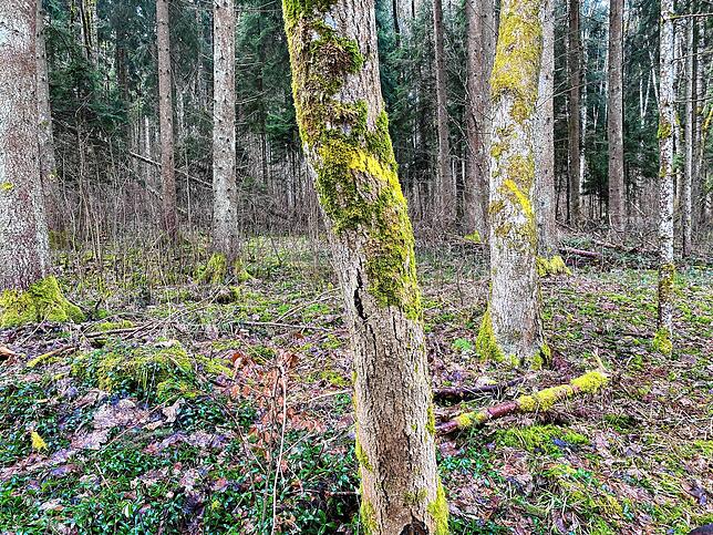 Die Förster bezeichnen die zu fällenden kranken Eschen mit einer gelben Farbmarkierung. Bei dem Baum im Vordergrund löst sich bereits ...